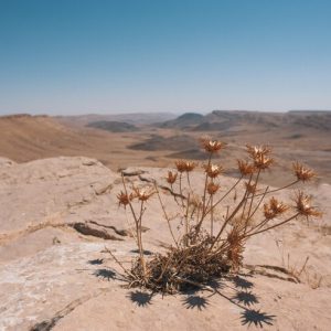 Arid Exploration Essentials